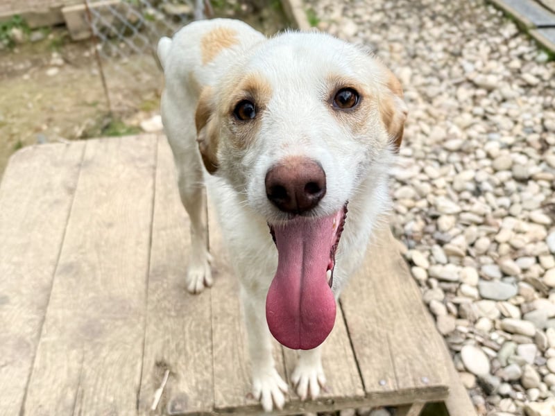 LIMA ist eine charmante und verspielte Hundedame