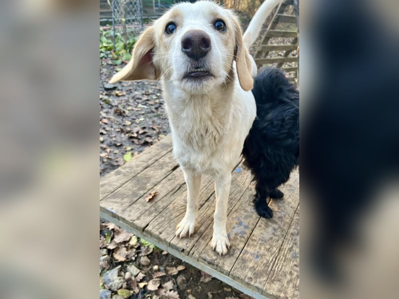LIMA ist eine charmante und verspielte Hundedame