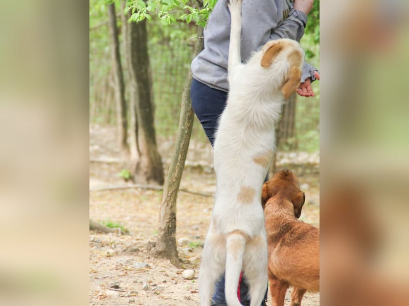 LIMA ist eine charmante und verspielte Hundedame