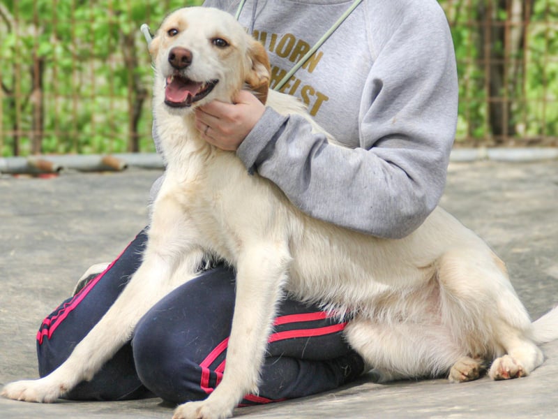 LIMA ist eine charmante und verspielte Hundedame