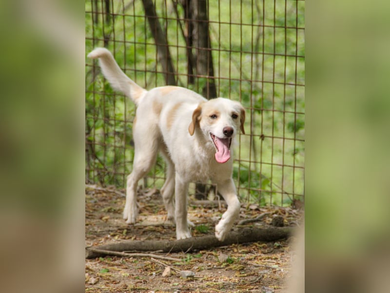 LIMA ist eine charmante und verspielte Hundedame