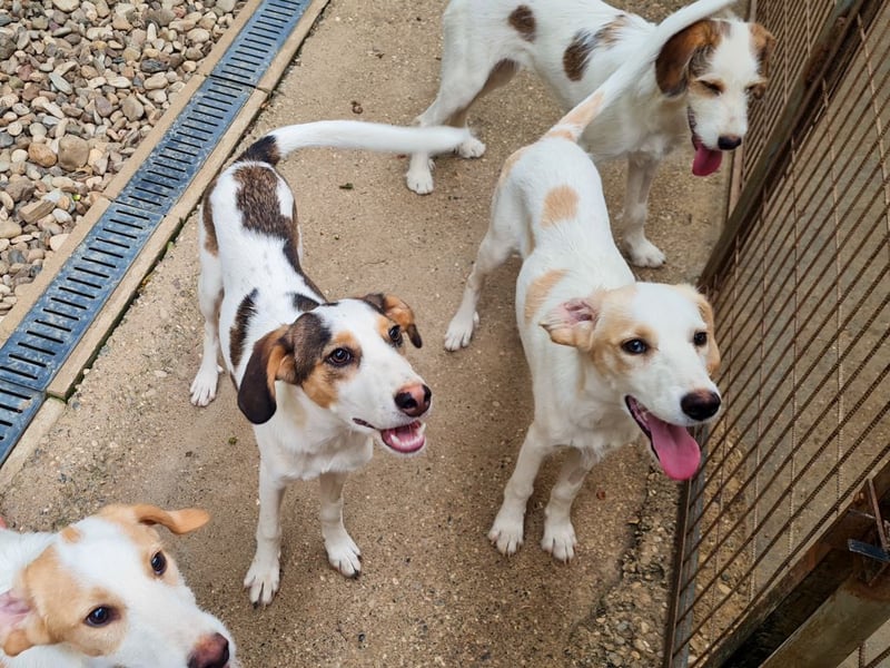 LIMA ist eine charmante und verspielte Hundedame