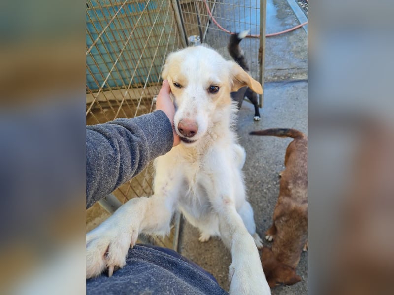 LIMA ist eine charmante und verspielte Hundedame
