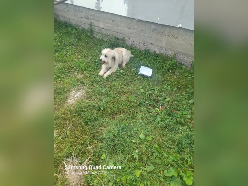 Ada sucht eine liebevolle Familie!