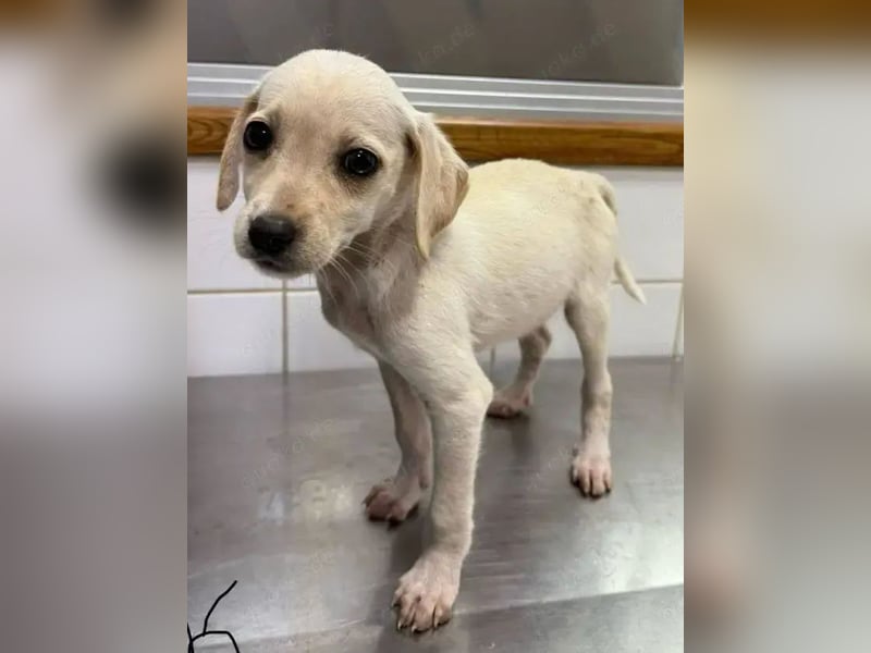 Wunderschöne liebevolle und schüchterne Hündin Lilu sucht ein tolles Zuhause