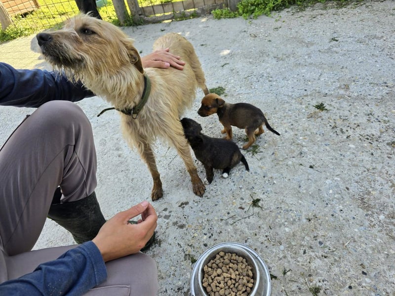 Lili sucht ein Zuhause