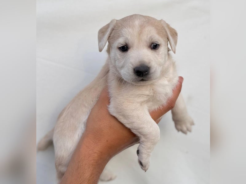 York - welpentypisch aktive, verspielte Siberian Husky-Mix Hündin / z.Zt. noch in Rumänien