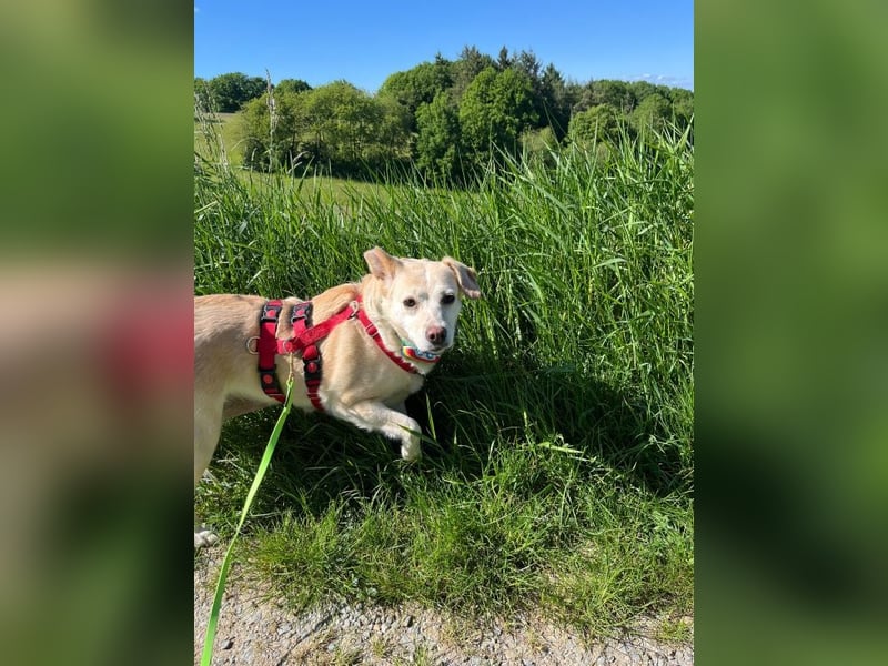 Alba - vorsichtige, ruhige, liebe Labrador-Mix-Hündin / Pflegestelle in Mosbach
