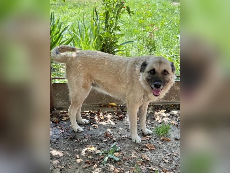 Jessica - ruhige, freundliche Kangal-Mix-Hündin / z.Zt. noch in Rumänien