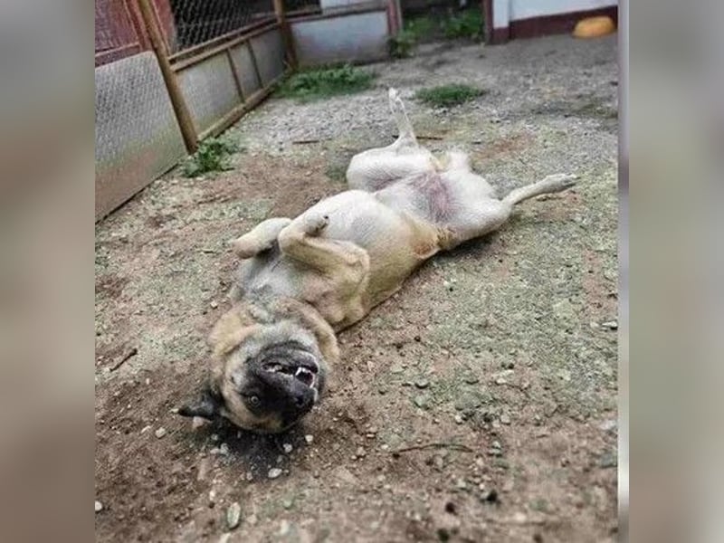 Jessica - ruhige, freundliche Kangal-Mix-Hündin / z.Zt. noch in Rumänien