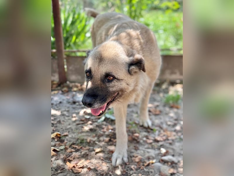 Jessica - ruhige, freundliche Kangal-Mix-Hündin / z.Zt. noch in Rumänien