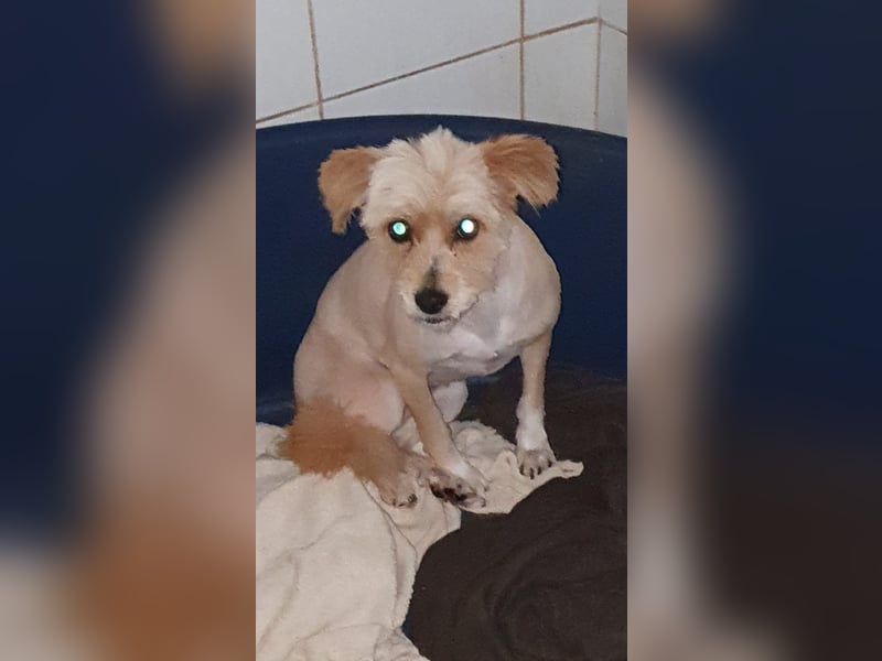 Sally - sehr ängstliche Havaneser-Mix Hündin/ ab 10.05.25 auf Pflegestelle in Olpe