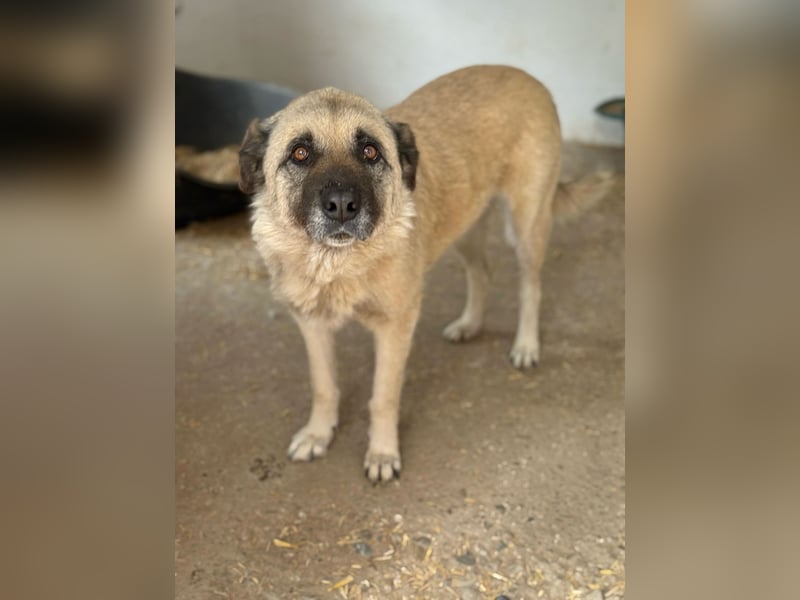 Jessica - ruhige, freundliche Kangal-Mix-Hündin / z.Zt. noch in Rumänien