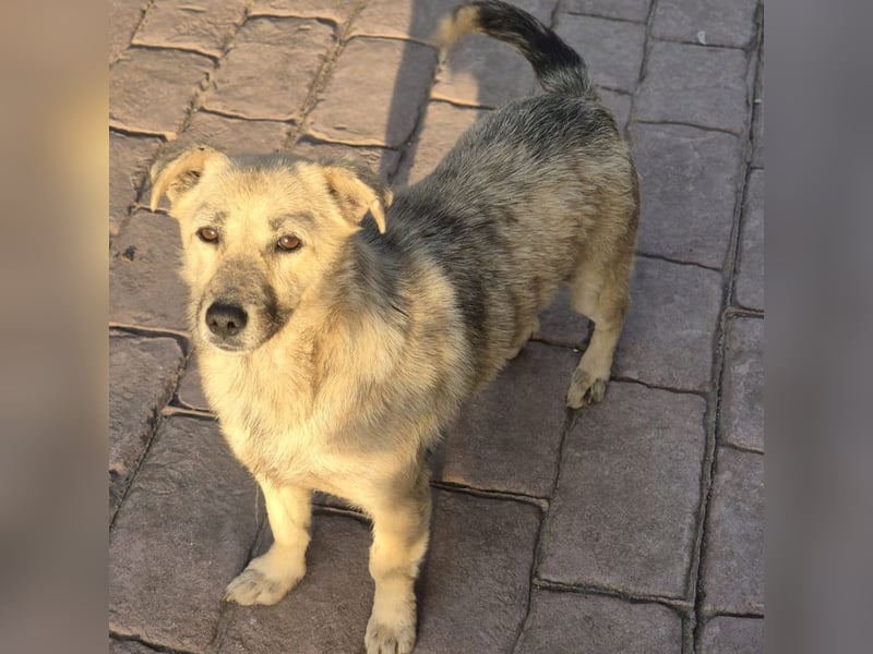 Lani - freundliche, verschmuste, katzenverträgliche kleine Hündin / Pflegestelle in Kassel