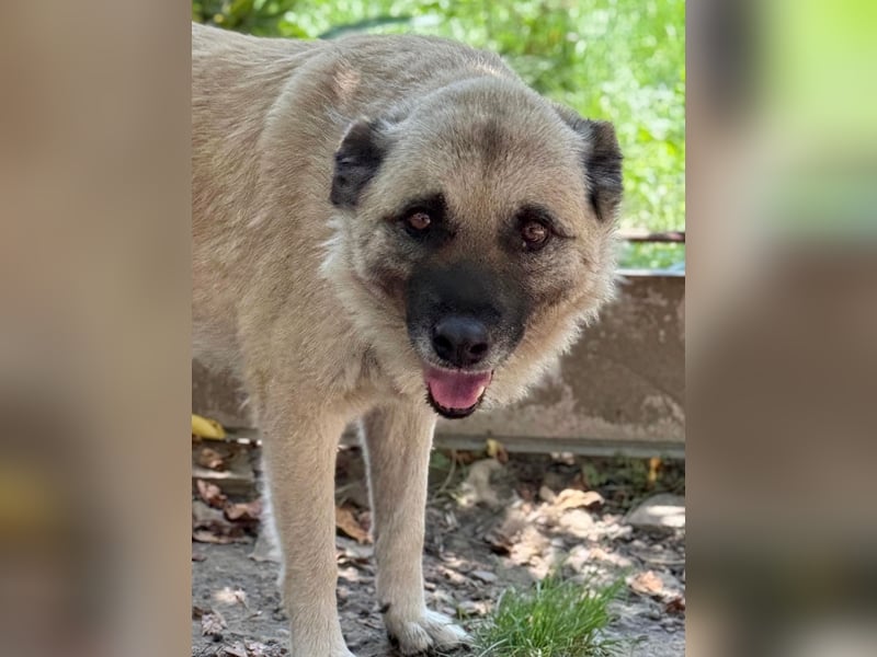 Jessica - ruhige, freundliche Kangal-Mix-Hündin / z.Zt. noch in Rumänien