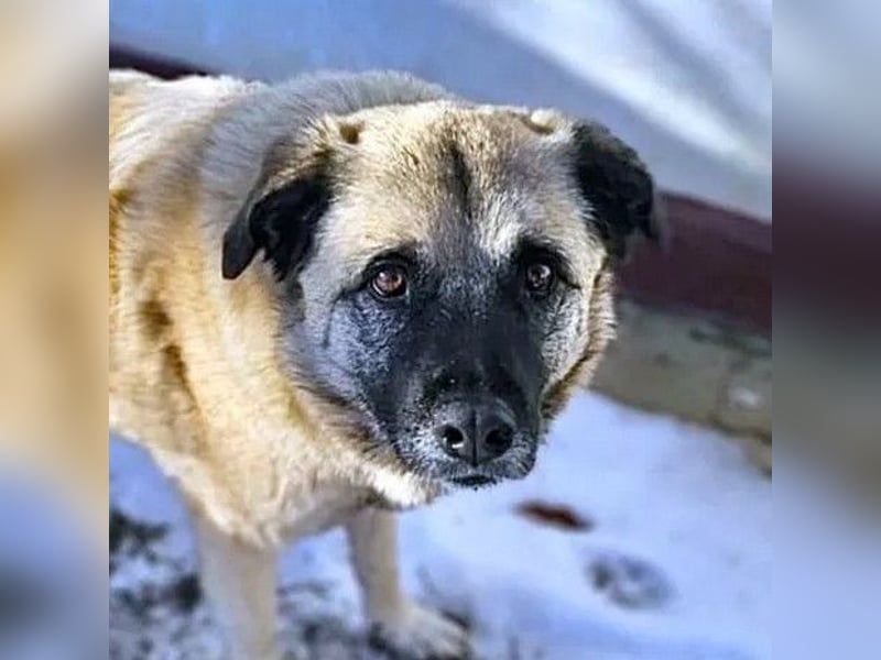 Jessica - ruhige, freundliche Kangal-Mix-Hündin / z.Zt. noch in Rumänien