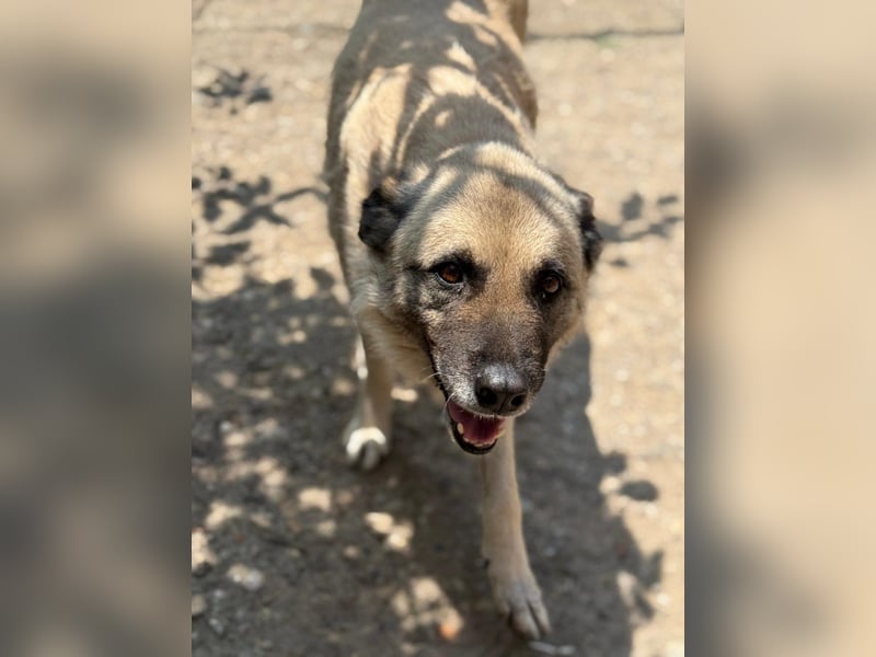 Jessica - ruhige, freundliche Kangal-Mix-Hündin / z.Zt. noch in Rumänien