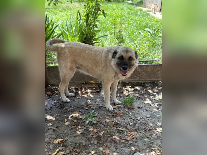 Jessica - ruhige, freundliche Kangal-Mix-Hündin / z.Zt. noch in Rumänien