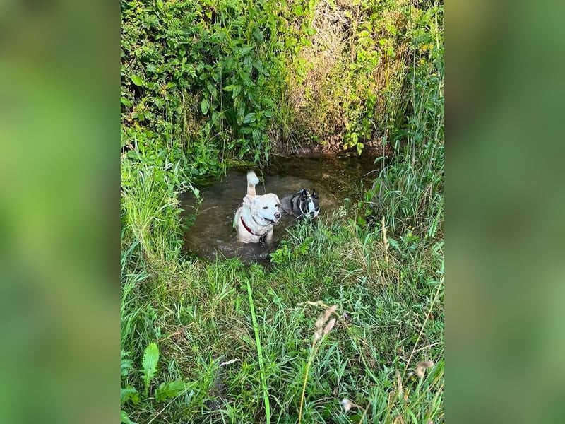 Alba - vorsichtige, ruhige, liebe Labrador-Mix-Hündin / Pflegestelle in Mosbach