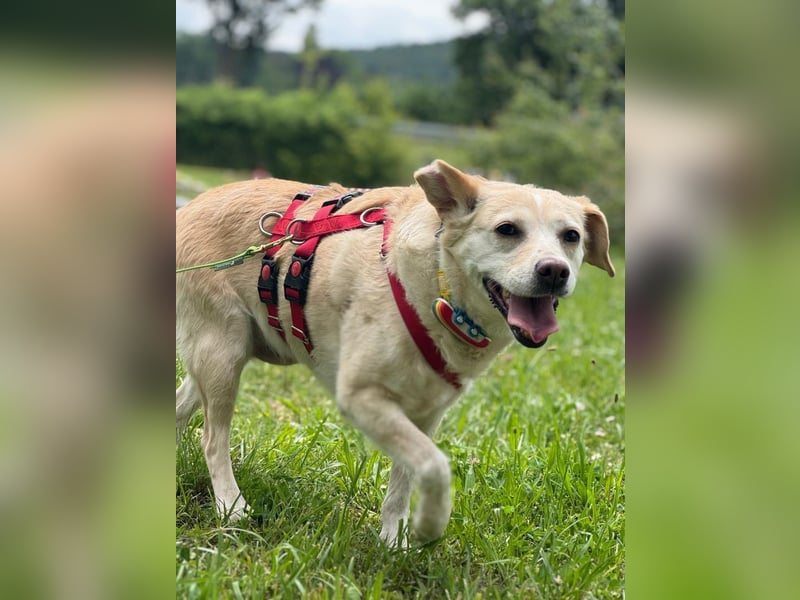 Alba - vorsichtige, ruhige, liebe Labrador-Mix-Hündin / Pflegestelle in Mosbach