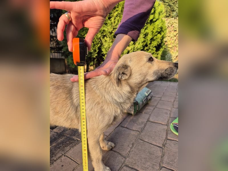 Lani - freundliche, verschmuste, katzenverträgliche kleine Hündin / Pflegestelle in Kassel