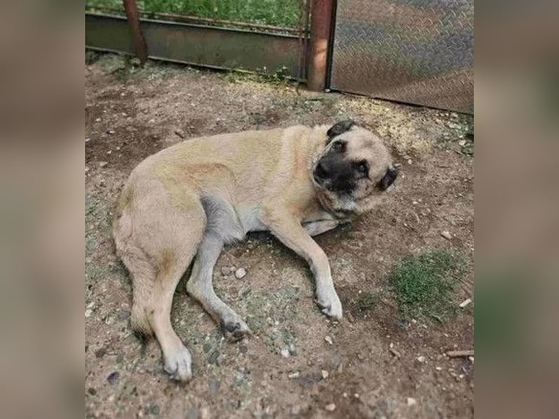 Jessica - ruhige, freundliche Kangal-Mix-Hündin / z.Zt. noch in Rumänien