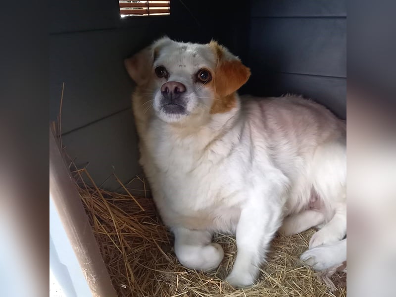 Lilly - zurückhaltende und ängstliche kleine Hündin / z.Zt. noch in Rumänien