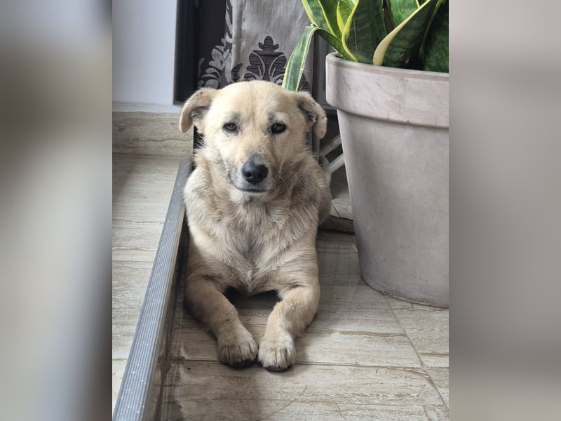 Lani - freundliche, verschmuste, katzenverträgliche kleine Hündin / Pflegestelle in Kassel