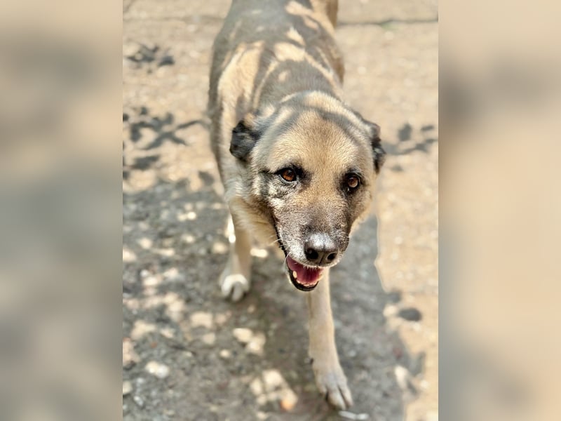 Jessica - ruhige, freundliche Kangal-Mix-Hündin / z.Zt. noch in Rumänien