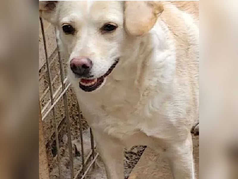 Alba - freundliche, ruhige, liebe Labrador-Mix-Hündin / Pflegestelle in Mosbach