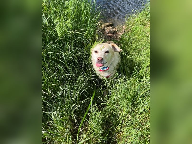 Alba - vorsichtige, ruhige, liebe Labrador-Mix-Hündin / Pflegestelle in Mosbach