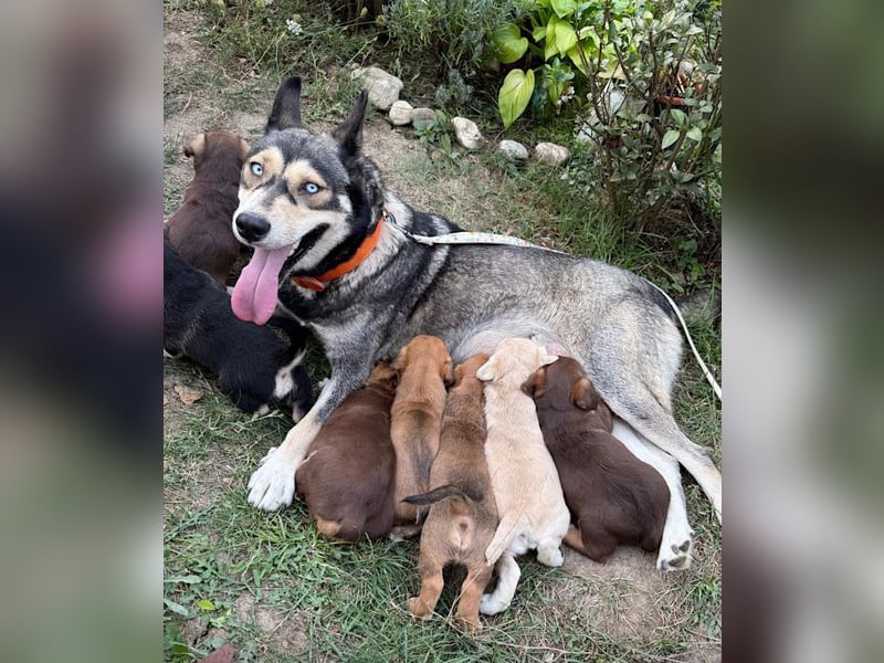 York - welpentypisch aktive, verspielte Siberian Husky-Mix Hündin / z.Zt. noch in Rumänien