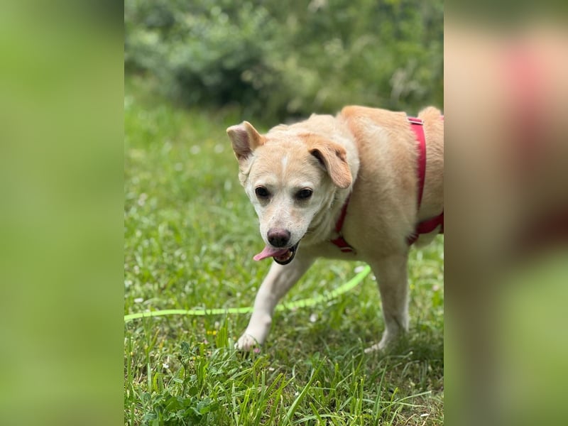 Alba - vorsichtige, ruhige, liebe Labrador-Mix-Hündin / Pflegestelle in Mosbach
