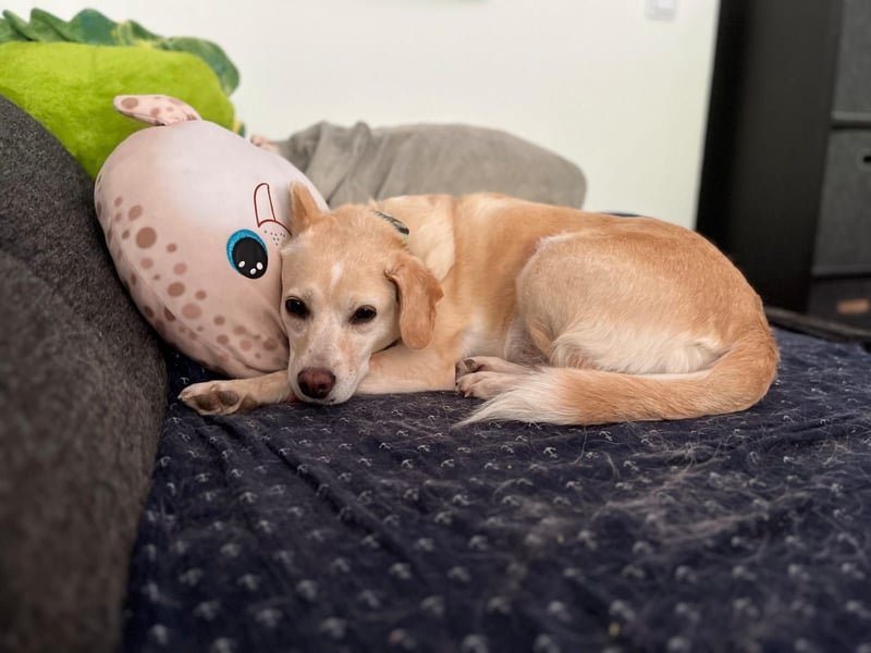 Alba - vorsichtige, ruhige, liebe Labrador-Mix-Hündin / Pflegestelle in Mosbach