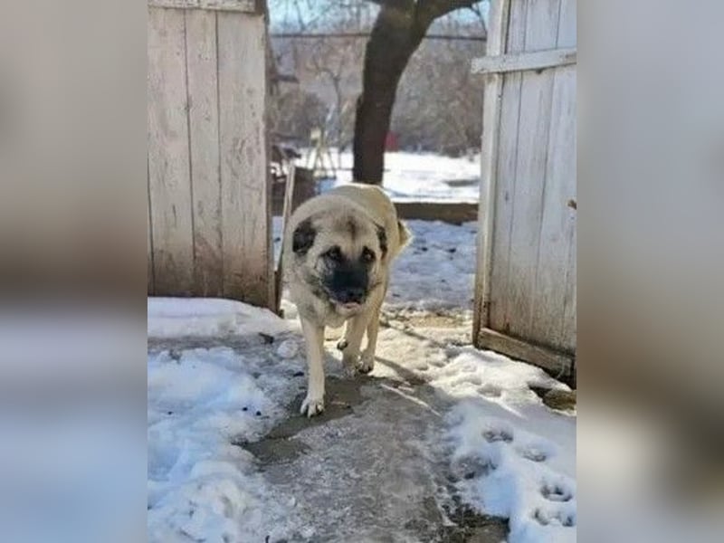 Jessica - ruhige, freundliche Kangal-Mix-Hündin / z.Zt. noch in Rumänien