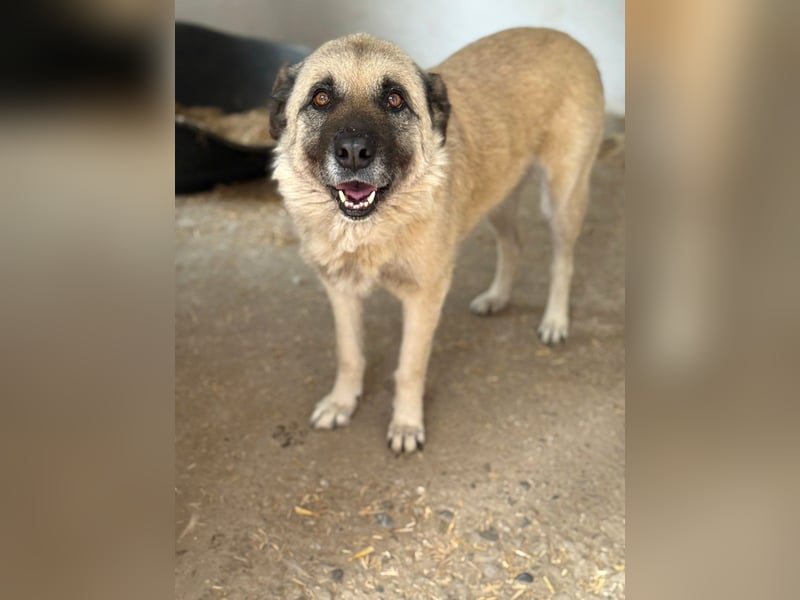 Jessica - ruhige, freundliche Kangal-Mix-Hündin / z.Zt. noch in Rumänien