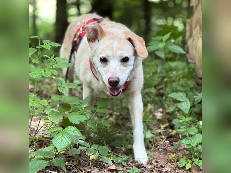 Alba - vorsichtige, ruhige, liebe Labrador-Mix-Hündin / Pflegestelle in Mosbach