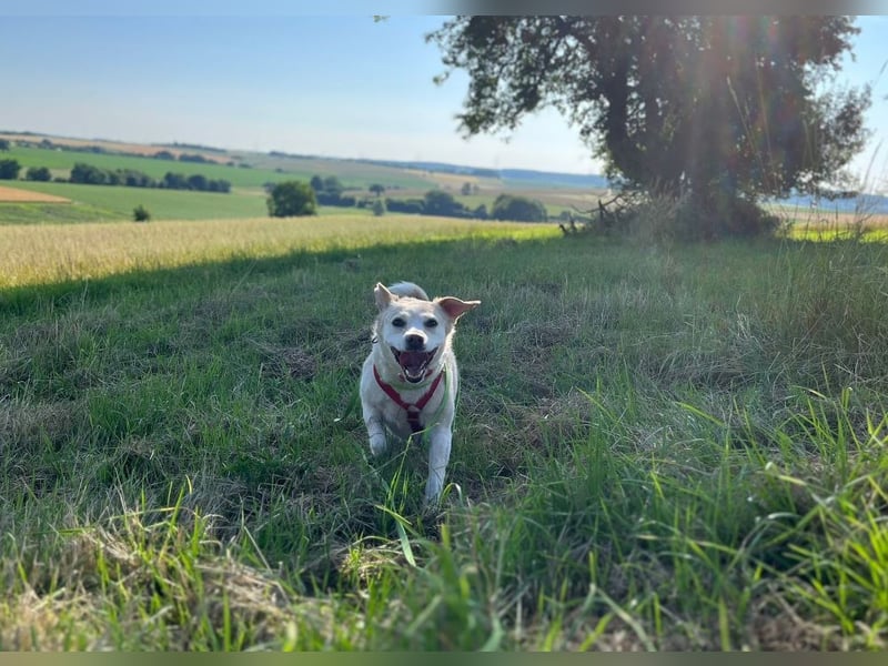 Alba - vorsichtige, ruhige, liebe Labrador-Mix-Hündin / Pflegestelle in Mosbach