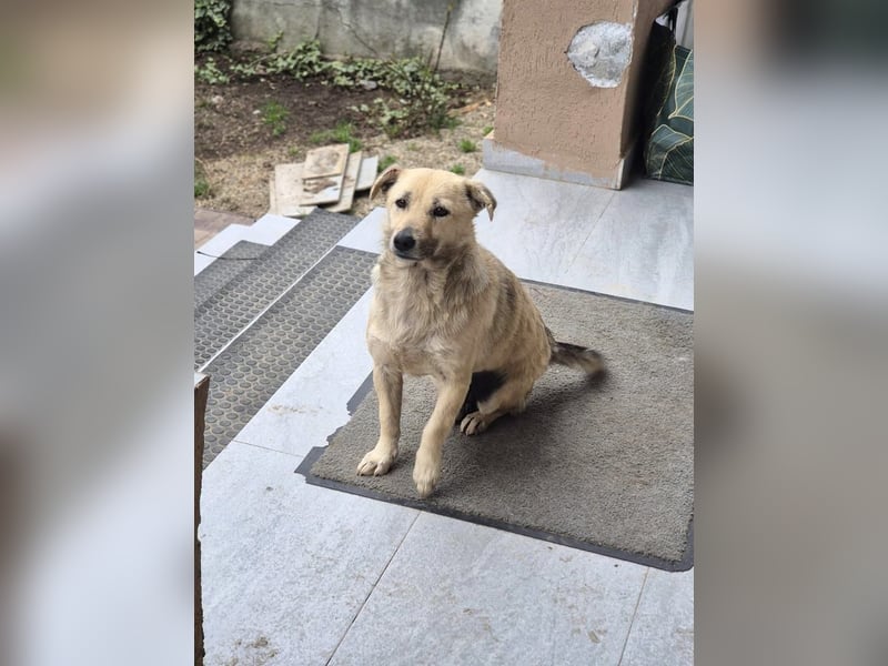 Lani - freundliche, verschmuste, katzenverträgliche kleine Hündin / Pflegestelle in Kassel