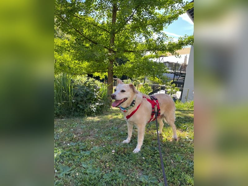 Alba - vorsichtige, ruhige, liebe Labrador-Mix-Hündin / Pflegestelle in Mosbach