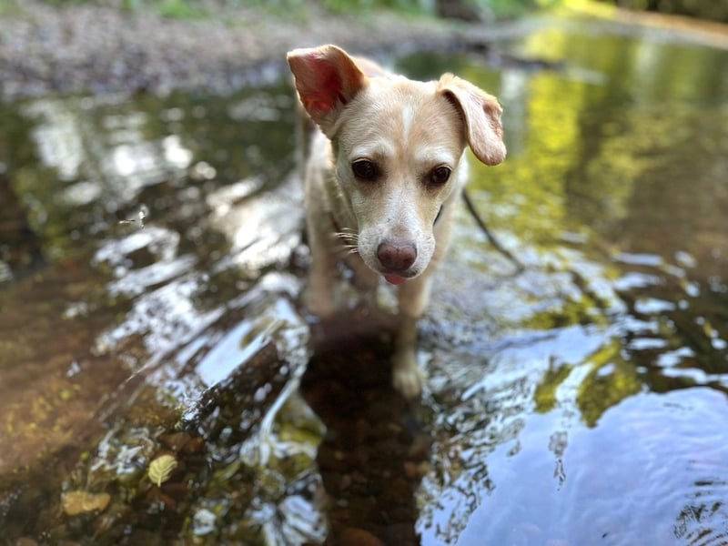 Alba - vorsichtige, ruhige, liebe Labrador-Mix-Hündin / Pflegestelle in Mosbach