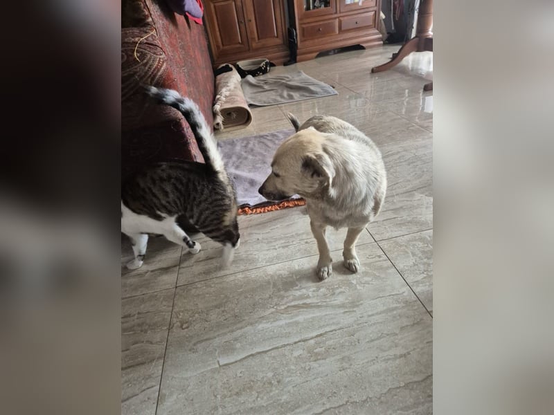 Lani - freundliche, verschmuste, katzenverträgliche kleine Hündin / Pflegestelle in Kassel