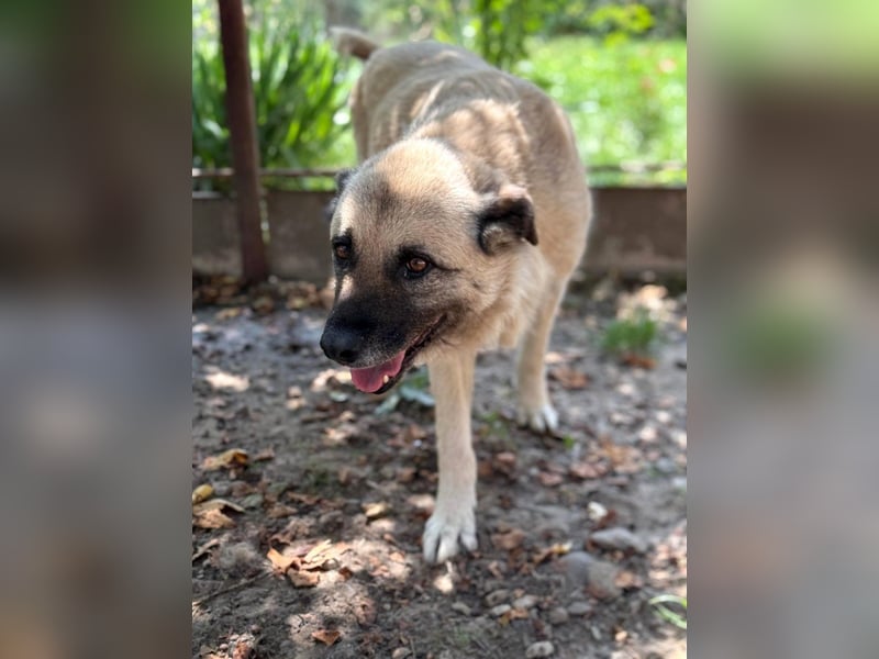 Jessica - ruhige, freundliche Kangal-Mix-Hündin / z.Zt. noch in Rumänien