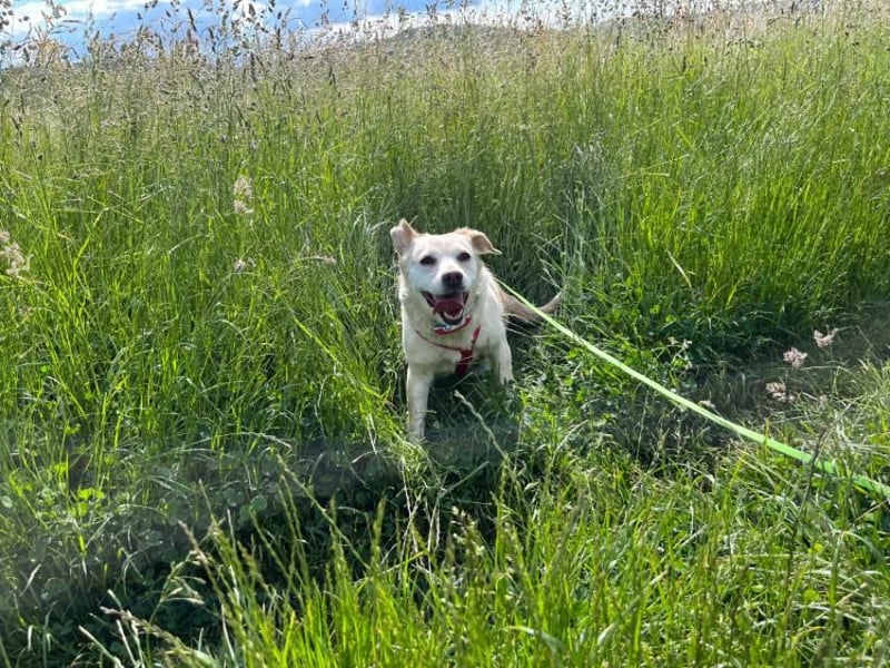 Alba - vorsichtige, ruhige, liebe Labrador-Mix-Hündin / Pflegestelle in Mosbach