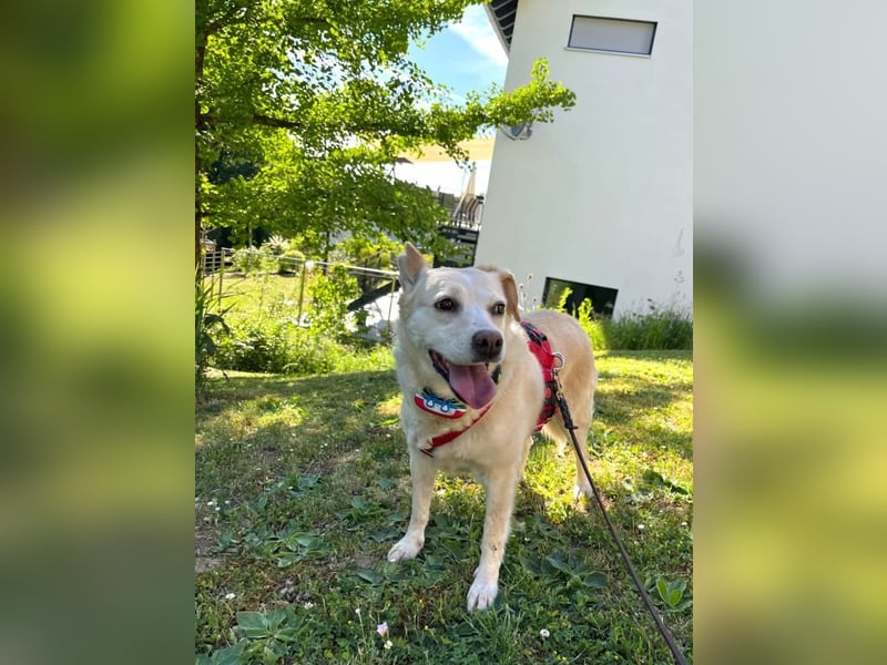 Alba - vorsichtige, ruhige, liebe Labrador-Mix-Hündin / Pflegestelle in Mosbach