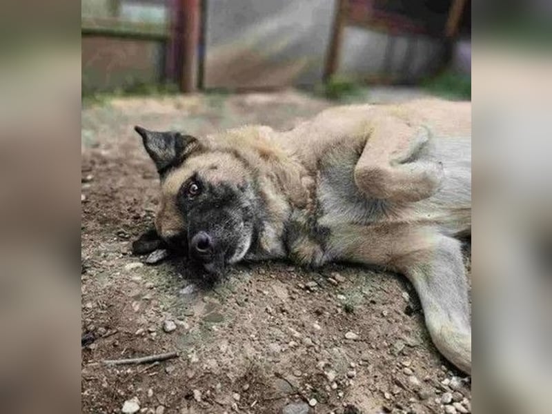 Jessica - ruhige, freundliche Kangal-Mix-Hündin / z.Zt. noch in Rumänien
