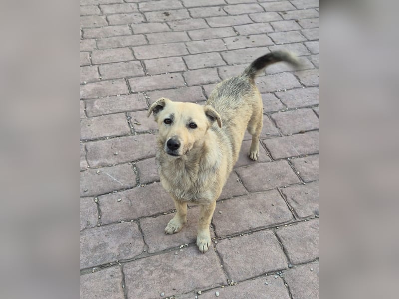 Lani - freundliche, verschmuste, katzenverträgliche kleine Hündin / Pflegestelle in Kassel