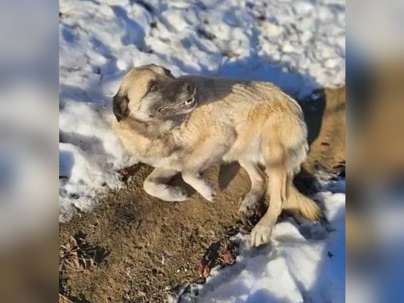 Jessica - ruhige, freundliche Kangal-Mix-Hündin / z.Zt. noch in Rumänien