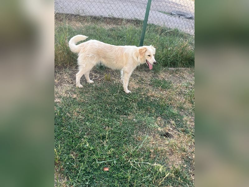 BUBBLES - Hunde-Teenagerin auf Familiensuche!
