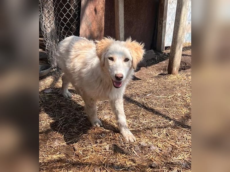 BUBBLES - Hunde-Teenagerin auf Familiensuche!